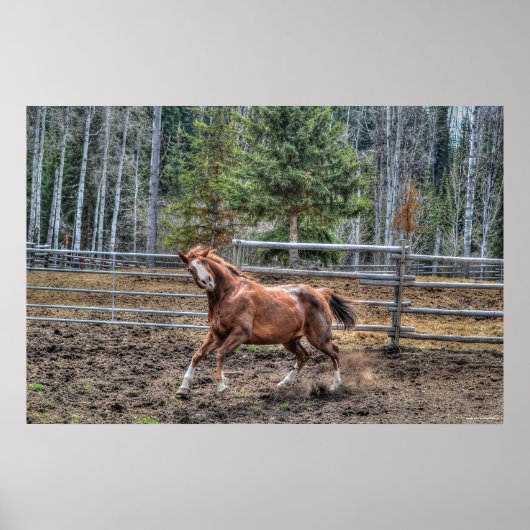 Funny, Playful Chestnut Ranch Horse Foto Poster (Voorkant)