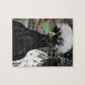 Funny Poland Chicken Close Up Photo Legpuzzel (Horizontaal)