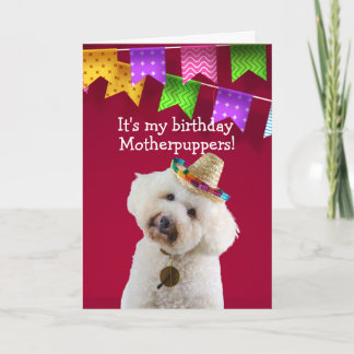 Funny Poodle-verjaardagskaart Kaart