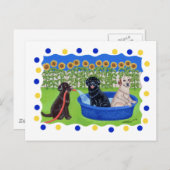 Funny Pool Party Labradors Briefkaart (Voorkant / Achterkant)
