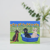 Funny Pool Party Labradors Briefkaart (Staand voorkant)