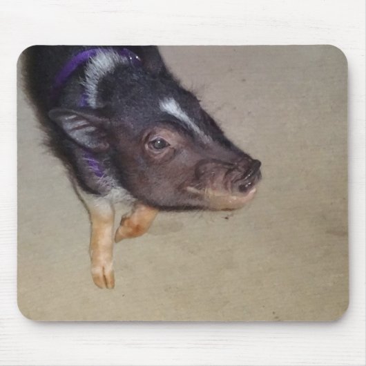 Funny Pot Bellied Pig Photography Muismat (Voorkant)