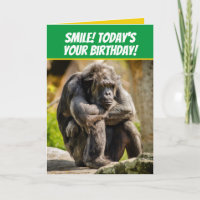 Funny Pouting Chimpansee like Grumpy Old Man