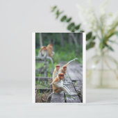 Funny Proboscis-apen Briefkaart (Staand voorkant)