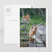 Funny Proboscis-apen Briefkaart (Voorkant / Achterkant)