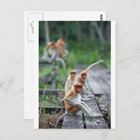 Funny Proboscis-apen Briefkaart (Voorkant / Achterkant)