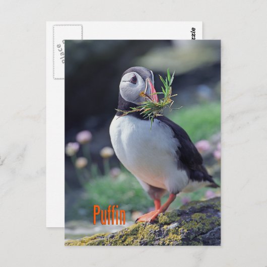 Funny puffin briefkaart (Voorkant / Achterkant)
