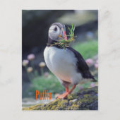 Funny puffin briefkaart (Voorkant)