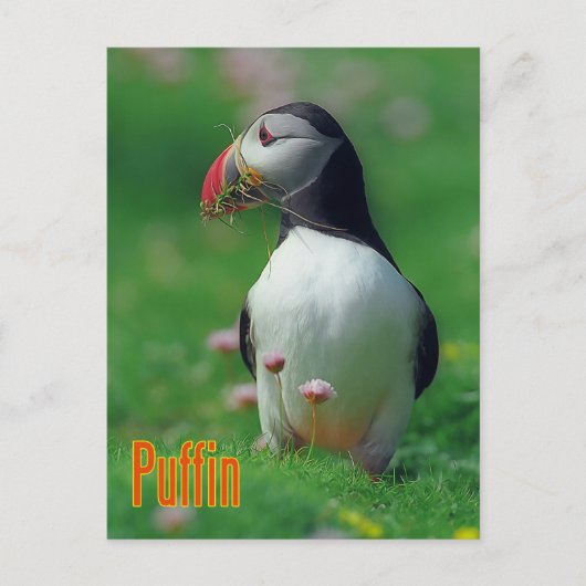Funny puffin briefkaart (Voorkant)