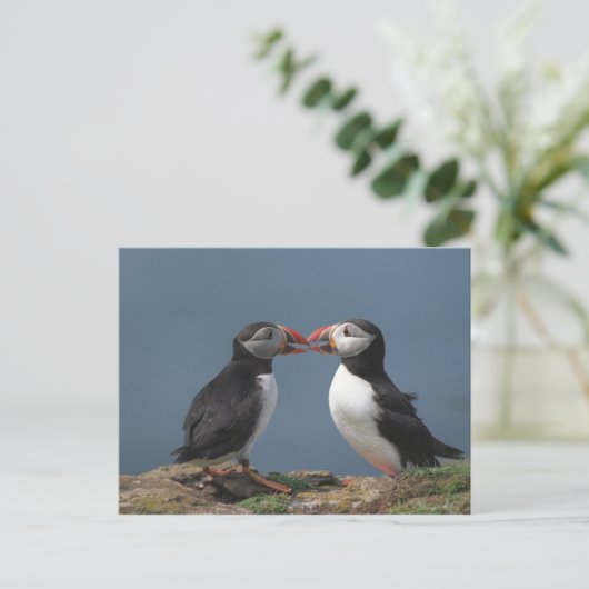 Funny puffins briefkaart (Staand voorkant)