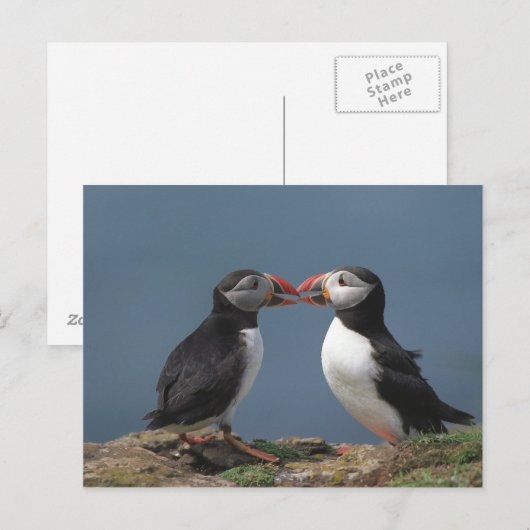 Funny puffins briefkaart (Voorkant / Achterkant)