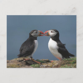 Funny puffins briefkaart