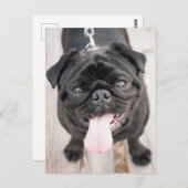 Funny pug briefkaart (Voorkant / Achterkant)