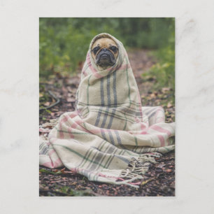 Funny Pug Briefkaart