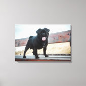 Funny pug canvas afdruk (Voorkant)