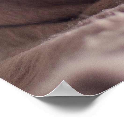 Funny Pug Dog Close-up poster (Hoek)