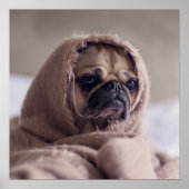 Funny Pug Dog Close-up poster (Voorkant)