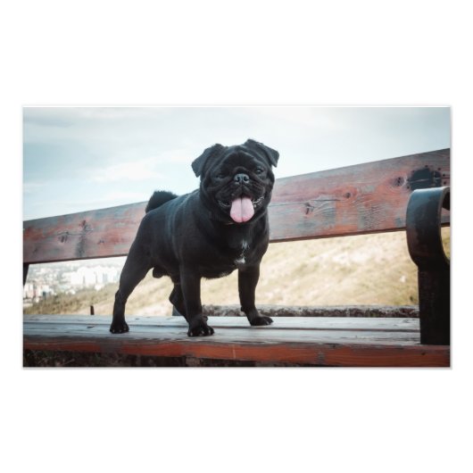 Funny pug foto afdruk (Voorkant)