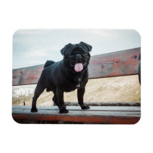Funny pug magneet