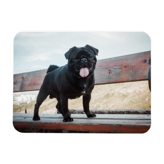 Funny pug magneet (Horizontaal)