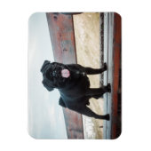 Funny pug magneet (Verticaal)