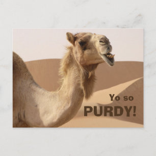 Funny Purdy Camel Foto Briefkaart