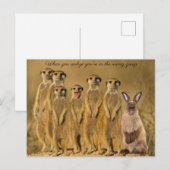 Funny Rabbit Meerkat Post Card Afbeelding Feestdagenkaart (Voorkant / Achterkant)