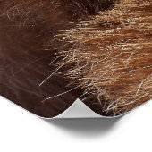 Funny Raccoon Sticking It's Tongue Out Poster (Hoek)