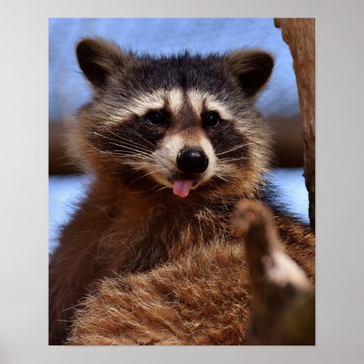 Funny Raccoon Sticking It's Tongue Out Poster (Voorkant)