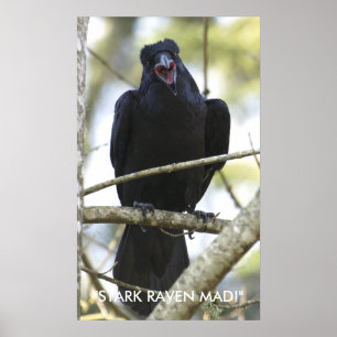 Funny Raven Wildlife Foto Poster
