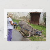 Funny Relaxed Donkey Briefkaart (Voorkant / Achterkant)