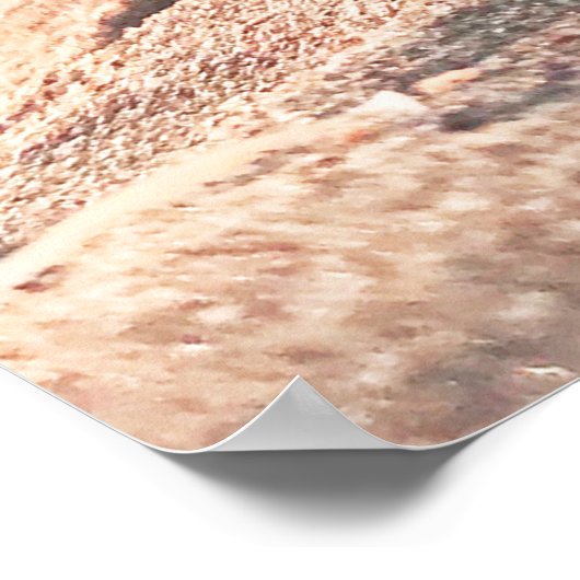 Funny Sand Zee Shell Snowboard Collage Poster (Hoek)