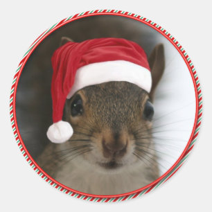 Funny Santa Squirrel Wearing Santa Hat Ronde Sticker