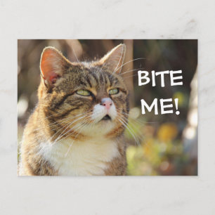 Funny Sassy Cat met Attitude Bite me Briefkaart