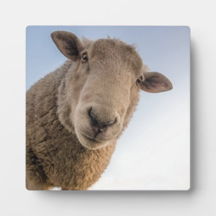 Funny schaap selfie fotoplaat