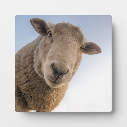 Funny schaap selfie fotoplaat (Voorkant)