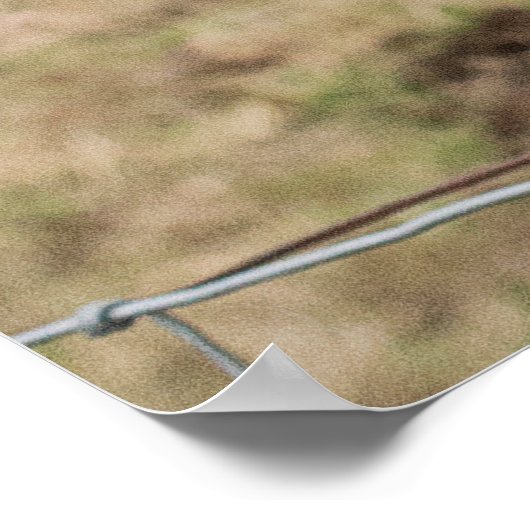 Funny Scottish Highland koe Poster (Hoek)