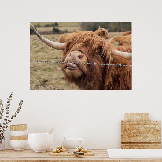 Funny Scottish Highland koe Poster (Keuken)