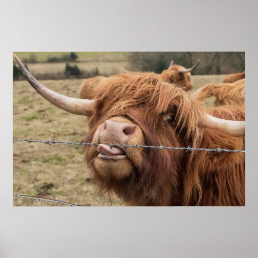 Funny Scottish Highland koe Poster (Voorkant)