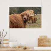 Funny Scottish Highland koe Poster (Keuken)