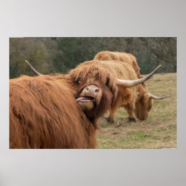 Funny Scottish Highland koe Poster