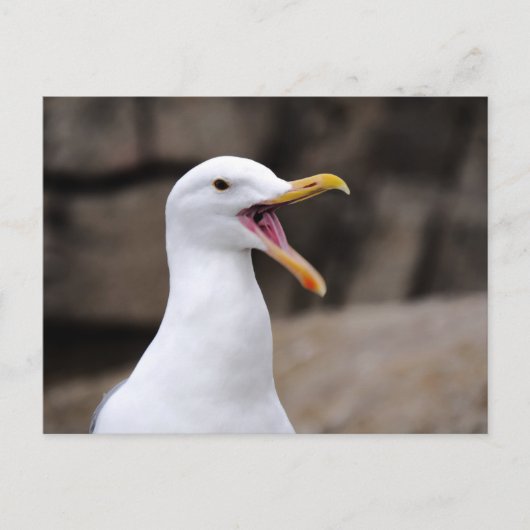 FUNNY Seagull Briefkaart (Voorkant)