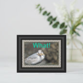 Funny Seagull die een zeester probeert te eten Briefkaart (Staand voorkant)