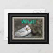 Funny Seagull die een zeester probeert te eten Briefkaart (Voorkant / Achterkant)