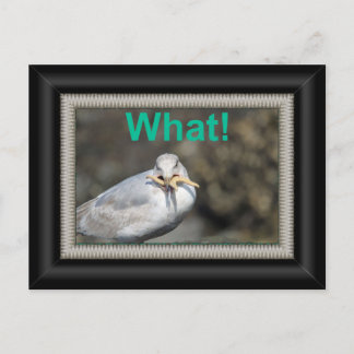 Funny Seagull die een zeester probeert te eten Briefkaart