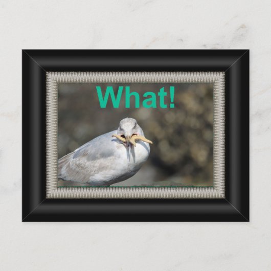 Funny Seagull die een zeester probeert te eten Briefkaart (Voorkant)