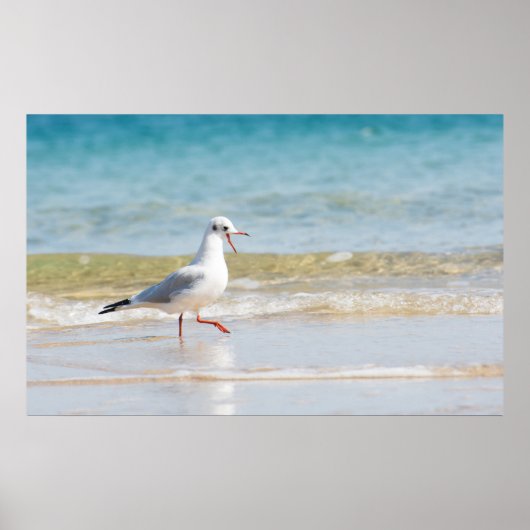 Funny seagull poster (Voorkant)