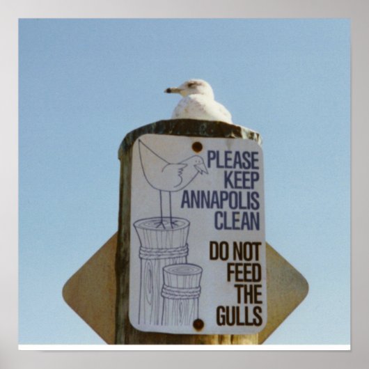 Funny Seagull Poster Print (Voorkant)