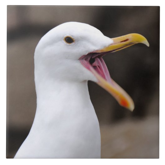 FUNNY Seagull Tegeltje (Voorkant)