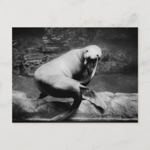 FUNNY Seal Briefkaart